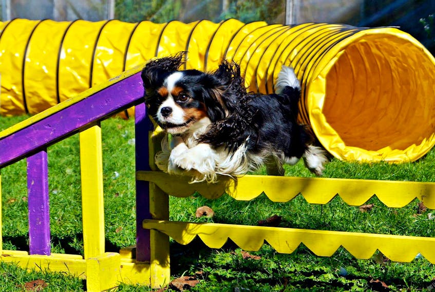 Danny, a three-year-old Cavalier King Charles Spaniel, performing one of many of the athletic feats of which he is capable.