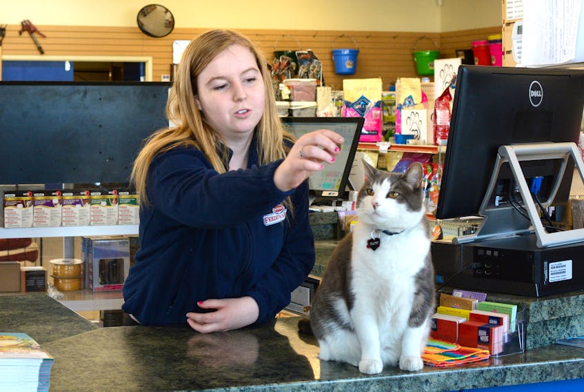 Hunter, seen here getting a treat from Maxine Young, works at Shur Gain in Amherst 24 hours a day, 365 days a year. “He’s always there if you’ve got food and he’s always looking at you waiting for food, so he leads by the belly,” said Young.