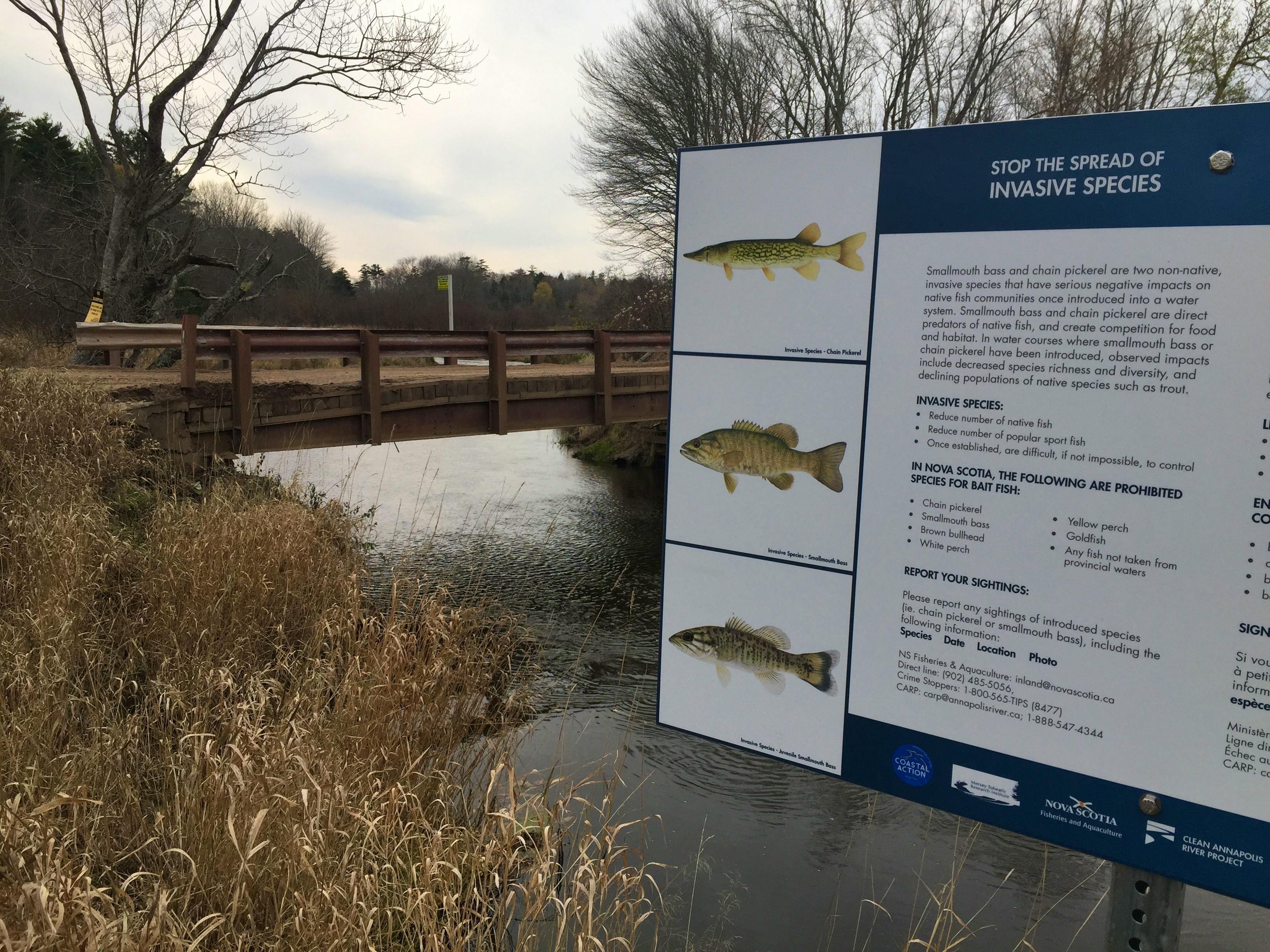 Fishing for Tidal Chain Pickerel – Chesapeake Bay News