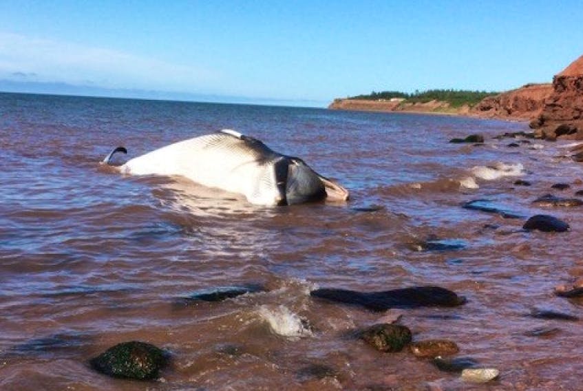 Marine mammal found by local on the shoreline of Cape Wolfe.