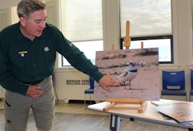 Bob Harding describing how piping plovers protect their young by hiding them under their legs.