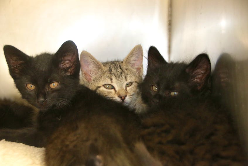 Kittens at the Colchester SPCA shelter.