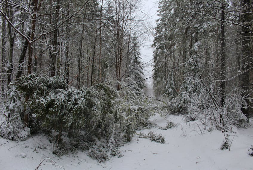 Downed trees are causing issues for Islanders and utilities.