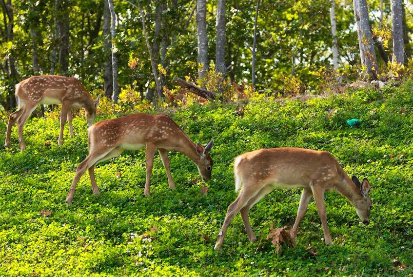A group of young deer browse (they're not grazing) on a hill in north-end Dartmouth on Monday.