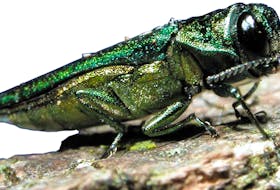 The emerald ash borer – also known as the green menace – has already shown up in Nova Scotia. Traps have been set to monitor for it in Truro.