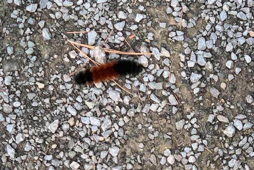 Karen Jensen spotted this caterpillar last September on the Bridgewater trail.