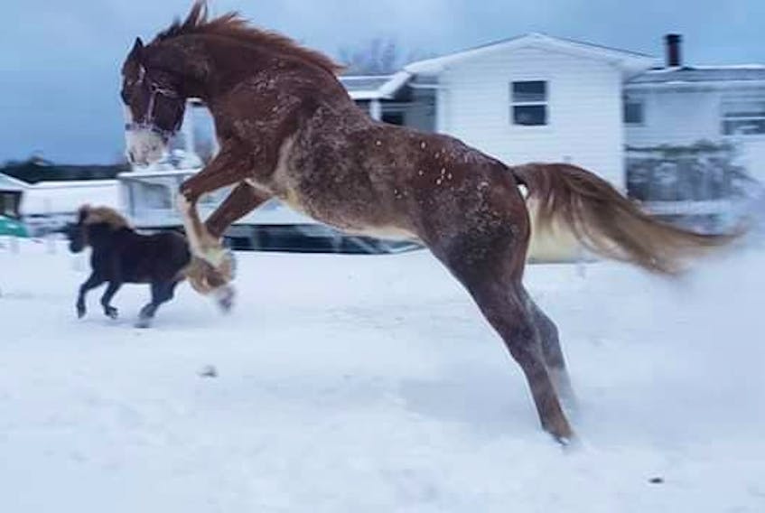 Just horsing around

These two beautiful creatures were seen kicking up their heels in Leitches Creek, Cape Breton last week. Ina Green was close enough to capture the joyous moment but not too close to interfere in the fun.