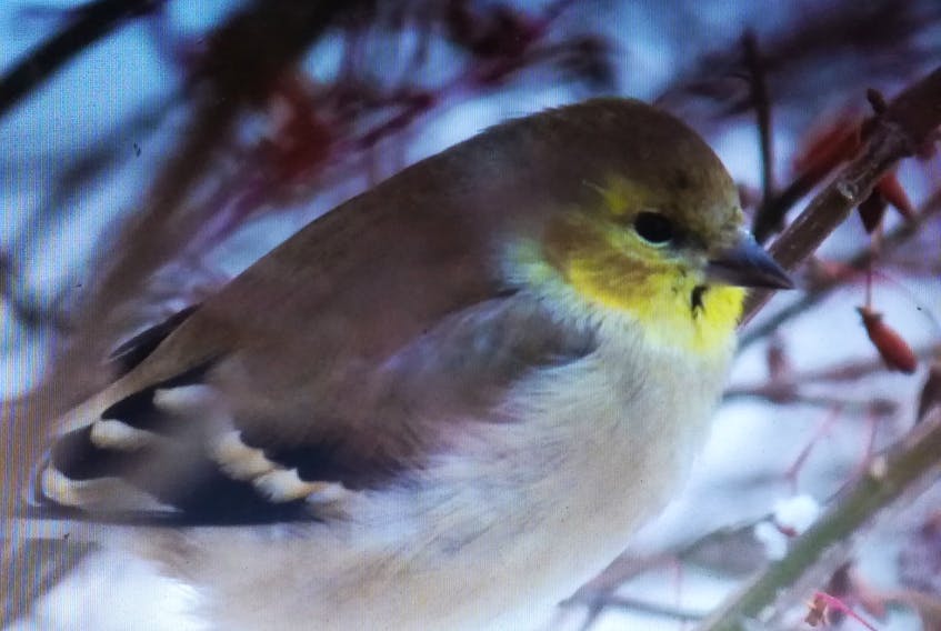 It’s so nice to see some colour in the bleak midwinter.  Michael D’Entremont lives in Lower Sackville and  is fortunate to have this beautiful female American goldfinch visit his feeder.  He says she has been spending time in his burning bush and feeding on some Nyjer seed he puts out for the birds.
