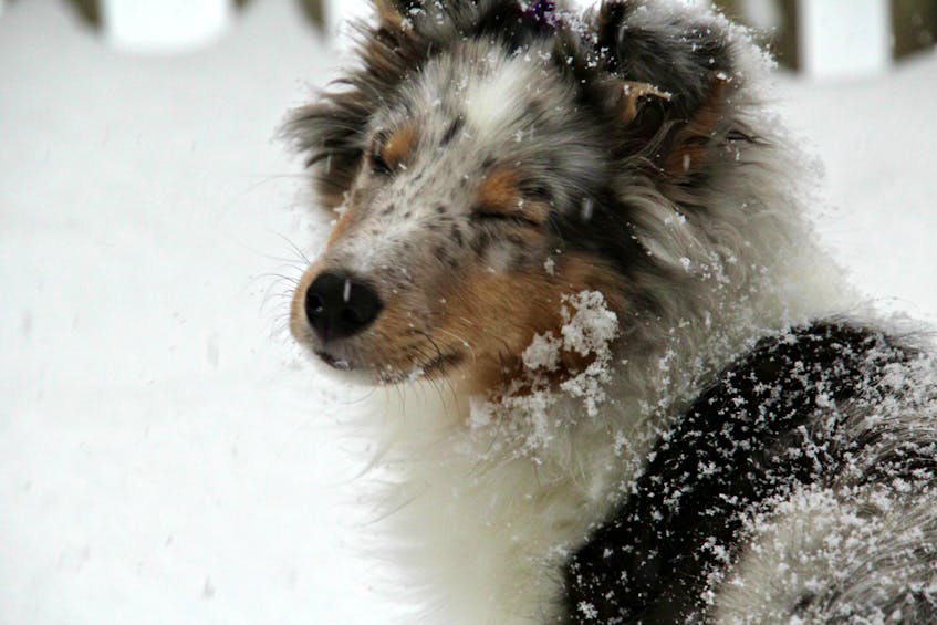 I have come to learn that many children and most dogs share my love for the snow. Lee Edgar’s 16-week-old Blue Merle Sheltie always enjoys a new coat of snow. You’ll find her running her nose through it in Cole Harbour, N.S.