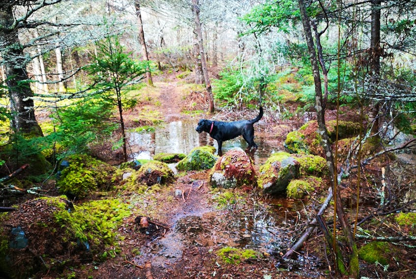 I'm not sure who was having more fun on the Woodland Trail, Randy Squires or his furry friend, Sophie.  There was still no snow along Nova Scotia’s Eastern Shore, near Tangier Harbour, last weekend.