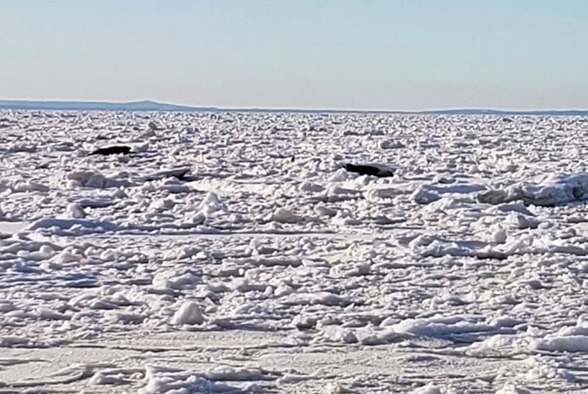 What a treat. Kim Philips spotted two seals with their pups on the ice in the Strait on Canso last week. I bet the pack ice situation looks a lot different today.
