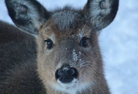 Oh, Deer!

Imagine looking outside and seeing this beautiful little face starring back at you!  Nicole Philips shares her yard in Truro NS with some very curious wildlife.