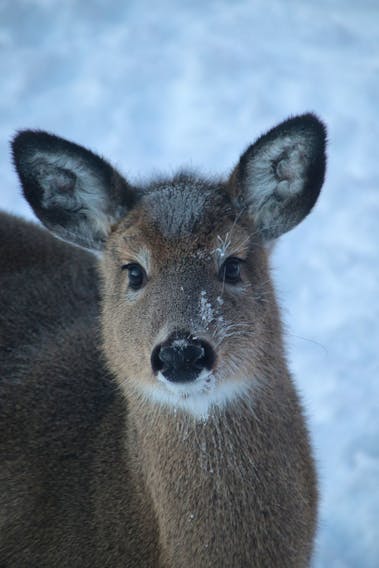 Oh, Deer!

Imagine looking outside and seeing this beautiful little face starring back at you!  Nicole Philips shares her yard in Truro NS with some very curious wildlife.