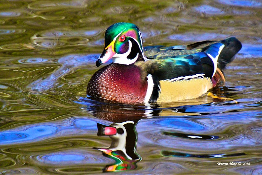 Warren Hoeg took this amazing photo a very colourful wood duck in Sir Sanford Fleming Park in Halifax, N.S.