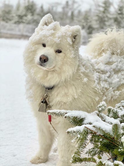 It's hard to look away from the stunning Samoyed.  Maria Schnare snapped this beautiful photo of Lewis enjoying the snow that fell just over a week ago.  Lewis hangs out with Maria in Portuguese Cove, N.S.  He'll be happy to hear that there is more snow on the way for Tuesday!