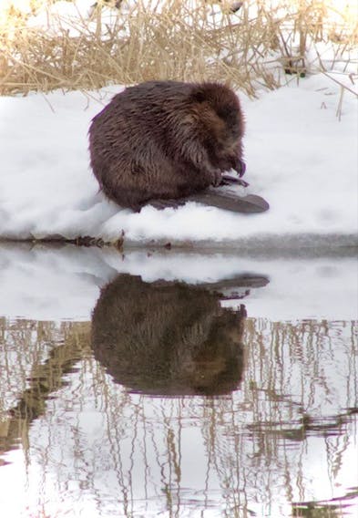 The mild weather tends to bring out the critters and the photographers too!  Catharine Anne MacDonald snapped this wonderful wildlife photo near Antigonish Landing on Wednesday.  The beaver was too busy playing in the snow to even notice Catharine, but Catharine couldn’t help but notice his lovely reflection in the water.