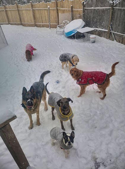 I’ve always said that the key to enjoying our winters, is dressing for it. This handsome pack was embracing Mother Nature’s latest offering in Belmont Nova Scotia yesterday morning. Their two-legged friend, Grace Smith-Weatherbee runs a doggie-day care and made sure they were nicely bundled up before heading out.