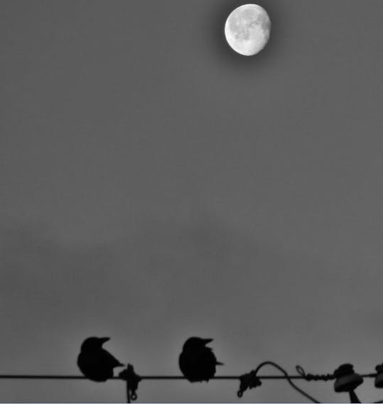 I’m wondering if you’re humming the Leonard Cohen or Jennifer Warnes version of the beautiful song by that name? Ronald O’Toole was out to photograph the early morning moon last weekend over Torbay, N.L., when he spotted these birds on the wire.  The crows were a lovely addition!