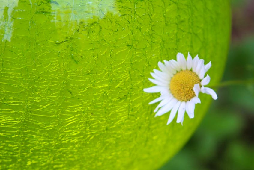 When it comes to photography, some people have quite a knack and a good eye. Marjorie Zwicker is one of those very talented people.  Last week, she was walking around her backyard flower garden in Auburndale, N.S. when she noticed a daisy just resting its little head on her garden globe.