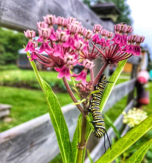 Karla Colp was admiring the lovely flowers in her garden when she saw something move… 
This lovely monarch caterpillar was inching its way down the stem on a rainy afternoon in Beach Meadows, N.S. 
Carla quipped “Maybe I’ll go get a little rain hat and a “few boots” for this guy”. The beauty of a healthy garden!