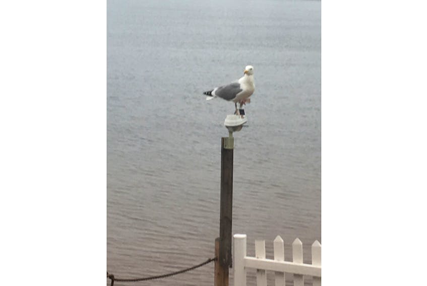This Pugwash, N.S., seagull was perched on Rod Benjamin's anemometer - an instrument to measure wind.