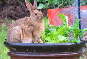 Looks like some bunny skipped the dishes and helped himself to the salad mix in Katherine MacDonald's planter. Luckily, Katherine filled her plate before this little fella helped himself.  Katherine and her dinner guest are regular diners in Port Morien N.S.