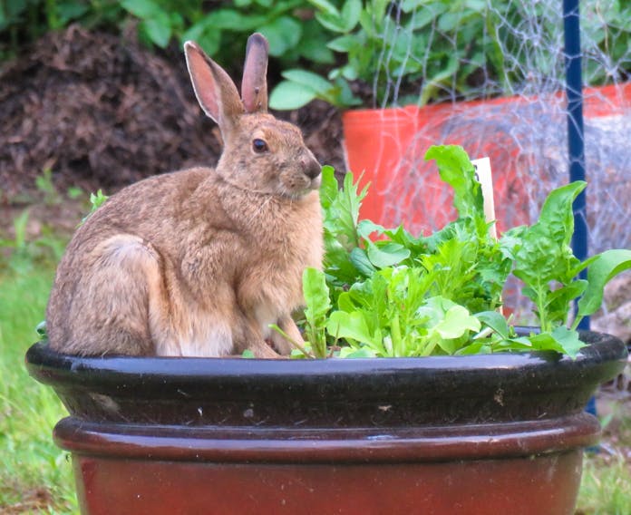 Looks like some bunny skipped the dishes and helped himself to the salad mix in Katherine MacDonald's planter. Luckily, Katherine filled her plate before this little fella helped himself.  Katherine and her dinner guest are regular diners in Port Morien N.S.