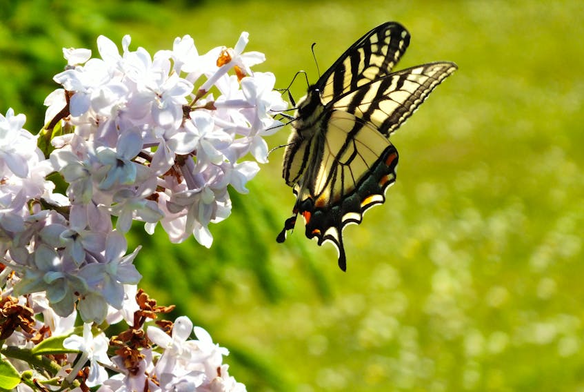 COVID-19 restrictions have kept many of us close to home, enjoying the beauty in our backyards.  That's where Susan McLean spotted this colourful butterfly.  The fragrant lilacs were in full bloom in Darnley PEI when Susan snapped this lovely photo.