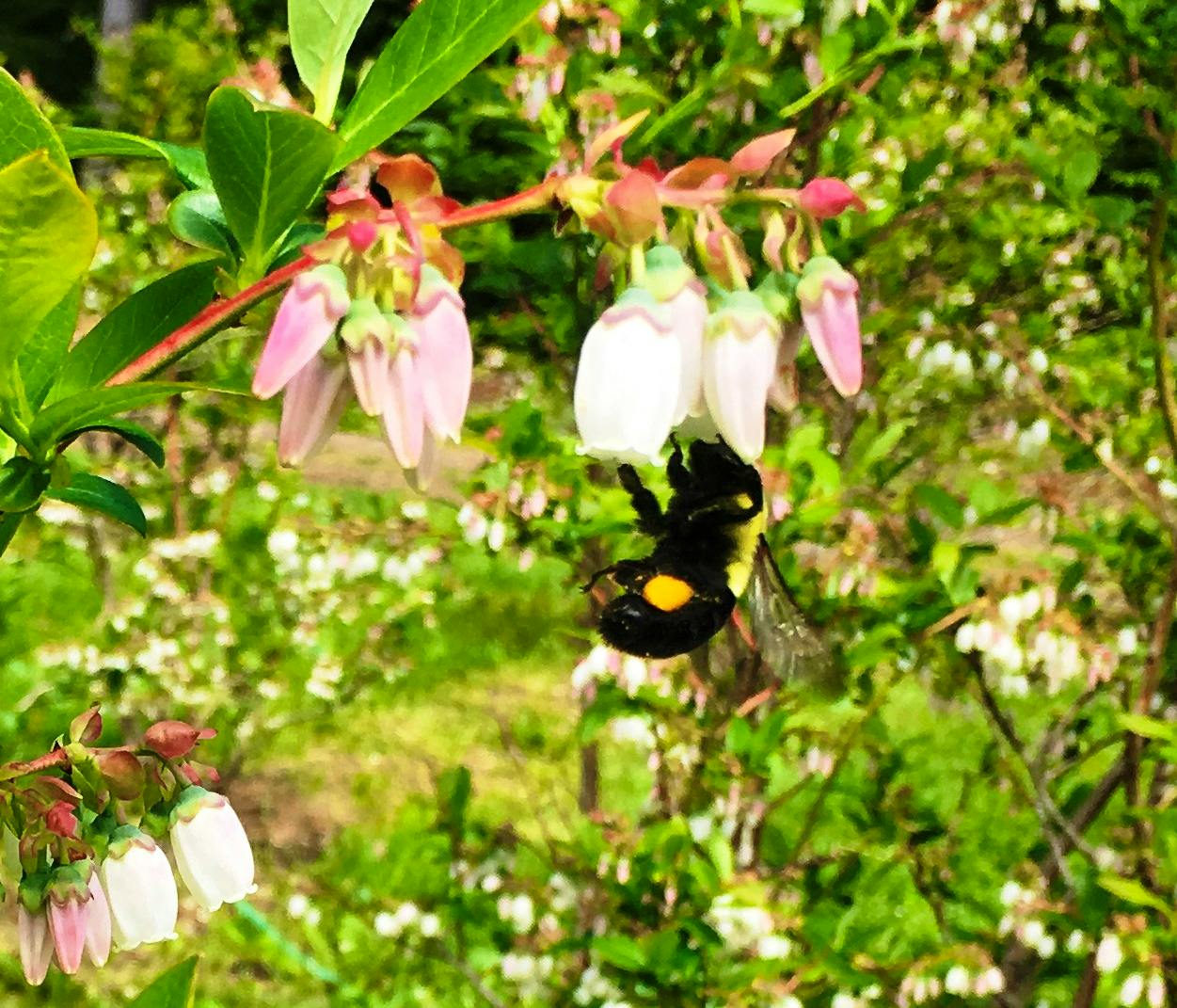 From Greenwich N.S., you can hear Terry Hennigar proclaim: "A sure sign of spring...finally!!"
He says that this little bee was busy in his blueberry patch on Monday morning.  The welcome weekend rain was needed for gardens; now Terry has put in an order for 25 mm of rain every week until September.  
That would be ideal Terry, especially if it fell at night!