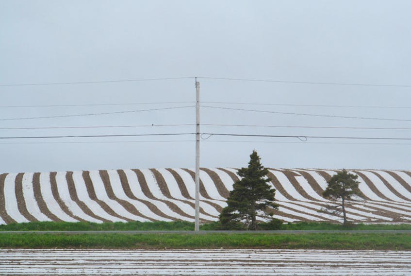 Is it just me or does this look like ribbon candy? It’s quite a lovely sight.  

It was a late start, but farmers are on the land across Atlantic Canada.   Janny VanHouwelingen came across this field in Goulds, south of St. John’s NL.   The strips of sheeting are used to warm the soil and keep the weeds down too. Janny wasn’t sure what crop might appear in this field later this season.  If you happen to know, be sure to let us know at: weathermail@weatherbyday.ca