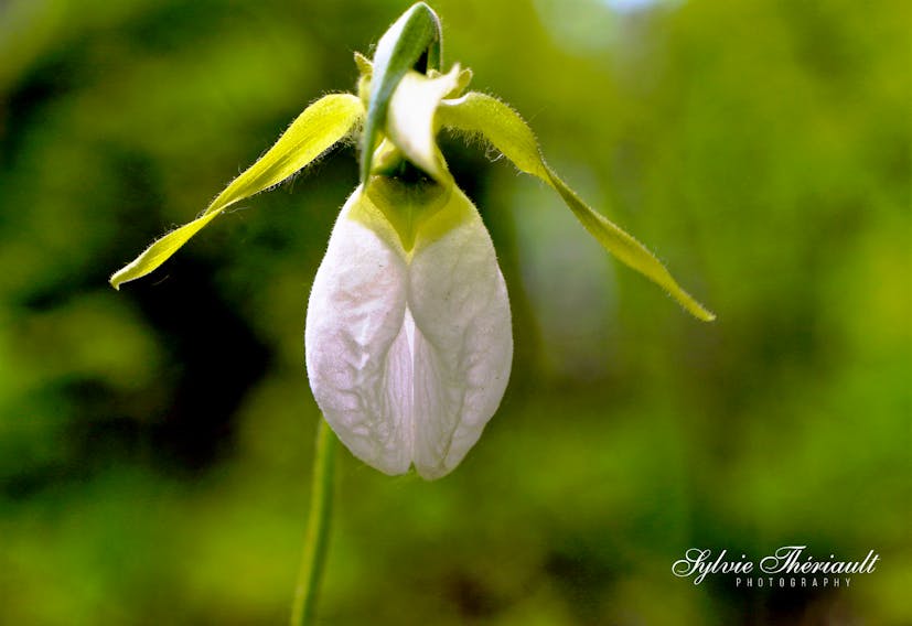 June 13 - snapshot
A rare treat on a local trail

Sylvie Theriault was about to finish her walk in the Halifax area when she spotted this stunning white Lady's Slipper. 
She couldn't believe her luck- she had never seen one before. The small White Lady's slipper is a perennial orchid that grows up to 25 centimetres high. The mostly white flowers bloom in May and early June and look like a small slipper.