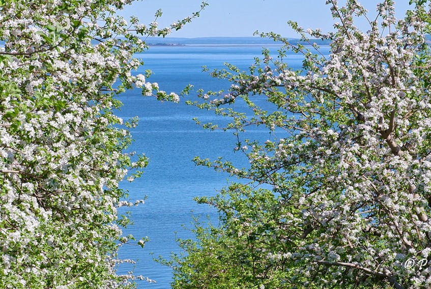 Blomidon in Bloom
Phil Vogler lives in Berwick NS but he travels around quite a bit and has shared many of the gorgeous photos he has taken along the way.  Last Sunday he made his way to one of his favourite apple orchards - located on the shore side of the Pereau road heading towards Blomidon.  The Minas Basin is in the background.
It sure is a beauty.  Thanks again Phil.