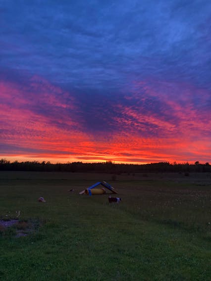These lovely long days allow for some late evening fun. It looks like agility training was just wrapping up in Hedgeville, Pictou County, N.S. on Saturday when the western sky put on this stunning display. Troye Kyte was ready to head inside, but his beautiful Border Collies seemed quite happy to simply hang out.