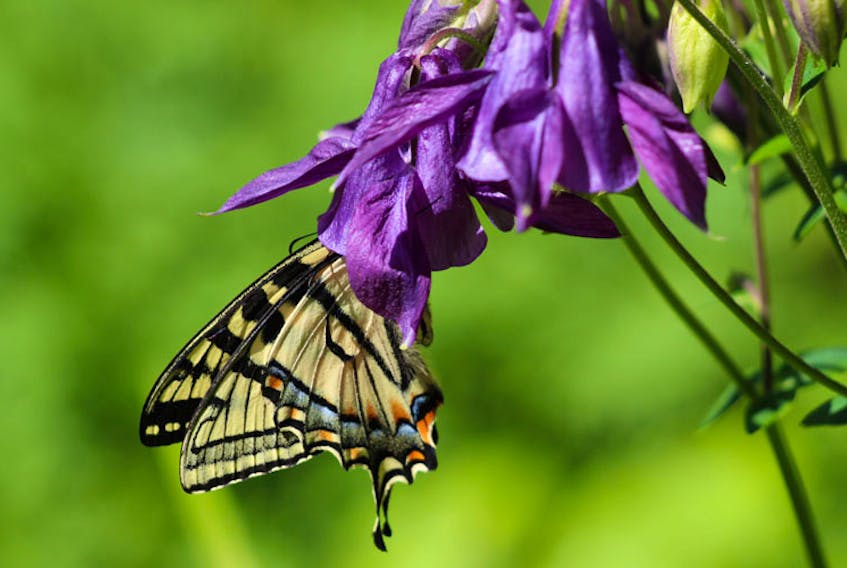Everyone was out enjoying the late spring sunshine this week. Marjorie Zwicker was, and while in her flower garden in Auburndale, Nova Scotia on Tuesday morning, she came across two lovely Swallowtail Butterflies. Marjorie managed to capture this incredible photo of one of them enjoying her Columbine.  We don’t often get to see the magnificent detail on butterfly wings. Thanks for sharing Marjorie.