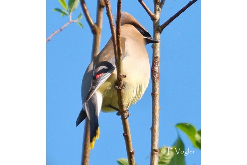 Has this cedar waxwing been thieving strawberries?