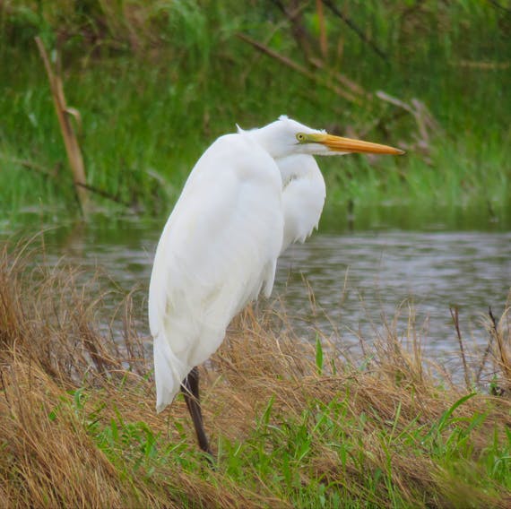 What a sight!

This majestic bird was spotted in Port Morien NS on Monday.  The snowy egret is described as an elegant heron with white plumage, black legs and brilliant yellow feet that have earned it the nickname of golden slippers.
Snowy egrets nest regularly up to southern Maine but appear in Nova Scotia yearly as spring overshoots.  Katherine MacDonald surmises that he was self-isolating!