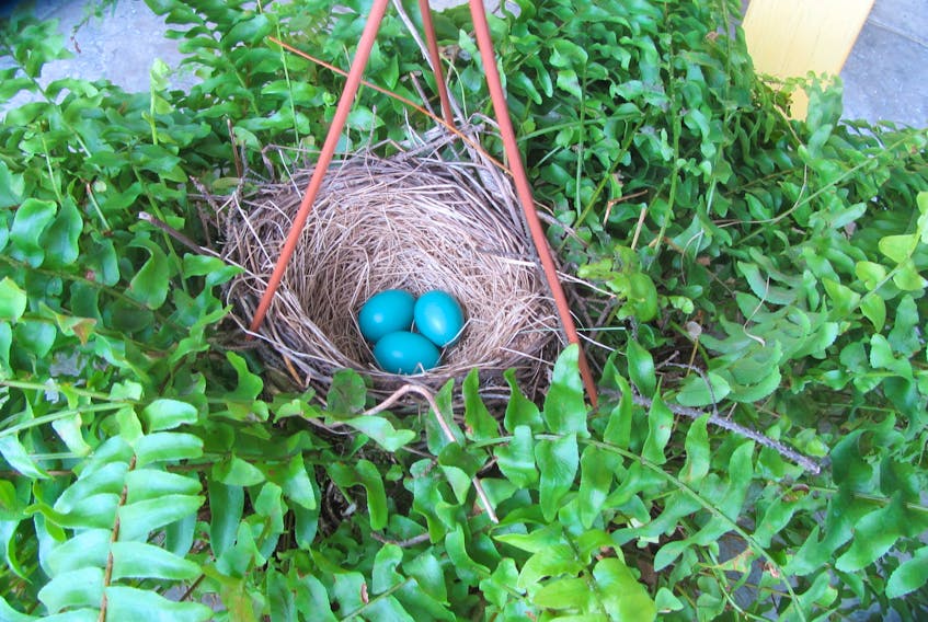 Peek into this wee nest in Phyllis Harvey's fern, near Halifax, N.S.