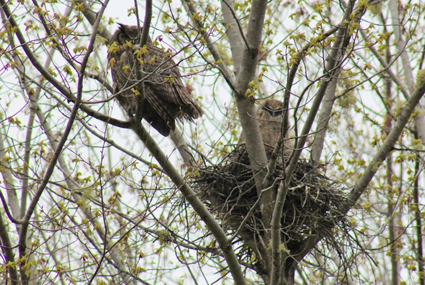 More special signs of spring: Bruce Cameron was good enough to share this amazing photo he took in Hammonds Plains NS last week. Actually, he took quite a few — trying to get the entire family in one picture, but that was not to be. Bruce says there are two adults and two baby owls sharing this lovely nest high above the ground. What a sight; thanks Bruce.