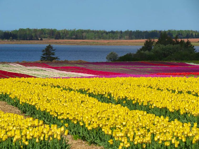 Holland? No, it’s a lot closer to home than that! Right now, due to travel restrictions, many of us can’t go to the Island, so Michele Lawlor brings the tulips to us.  This was the scene last weekend at Vanco Farms near Waterside P.E.I. It looks like one of Grandma’s patchwork quilts!