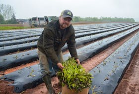 Farmer Philip Keddy of Lakeville with sweet potato slips that his workers were planting in the rain on June 5.