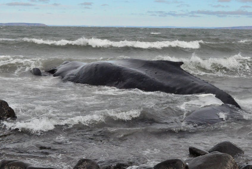 The carcass' mouth, dorsal fin and tail are visible as the rising tide covers its pectoral fins and lower half. The rising water, ensuing waves and strong winds mean the body will likely be pushed much further down the beach.