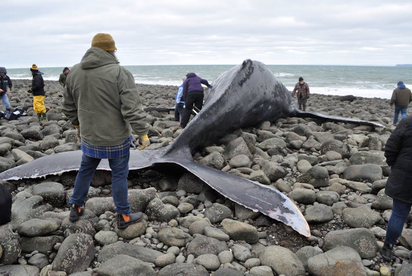 Members of the Marine Animal Response Society examine the tail area of the humpback whale carcass that was found beached March 18 near Harbourville. The water has pushed the carcass hundreds of feet from its original location.