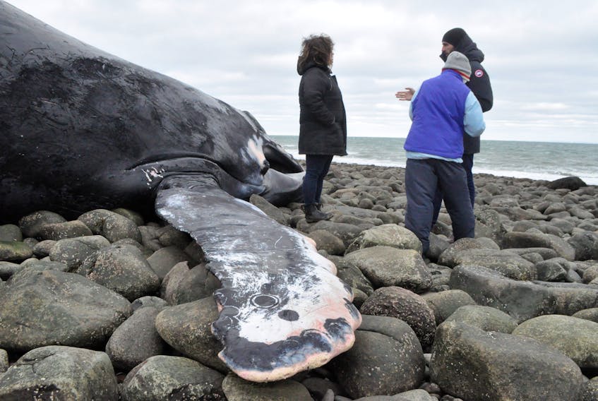 Observers discuss the phenomenon of seeing the body of a humpback whale beached in Harbourville. Hundreds of people made their way to the beach to see the carcass, a first for the area.