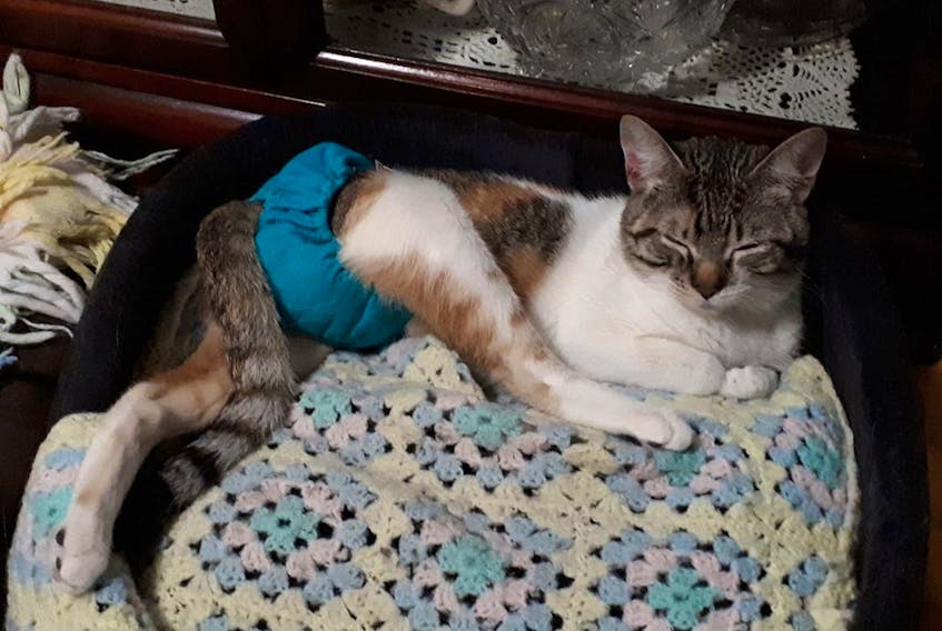 Cher continues to show improvement and sensation in her hind legs, however, she still isn’t able to walk. Leesa White is hoping that through physio, massage, resistance therapy, and acupuncture, Cher will regain the strength to walk.