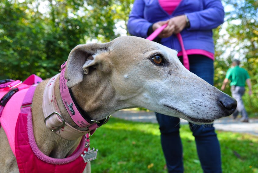 Juanita LeBlanc attended the Paws on Pawrade ElderDog dog walk Sept. 29 at Miners Marsh in Kentville with her rescued Spanish galgo, Celina. “These dogs deserve loving homes, too,” she said.