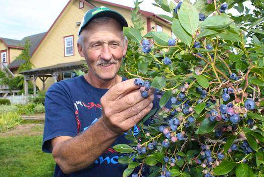 Bob Kidston of Blueberry Acres says it should be another bumper year at the highbush berry operation in Sheffield Mills, Kings County.