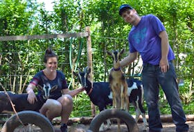 Jasmine Lomond and Brendon Meister of Maritime Treasure Goat Therapy have started a family business that’s proved to be a life-changing venture for Meister. They are pictured here with goats Coco, Pumpkin and Squash.