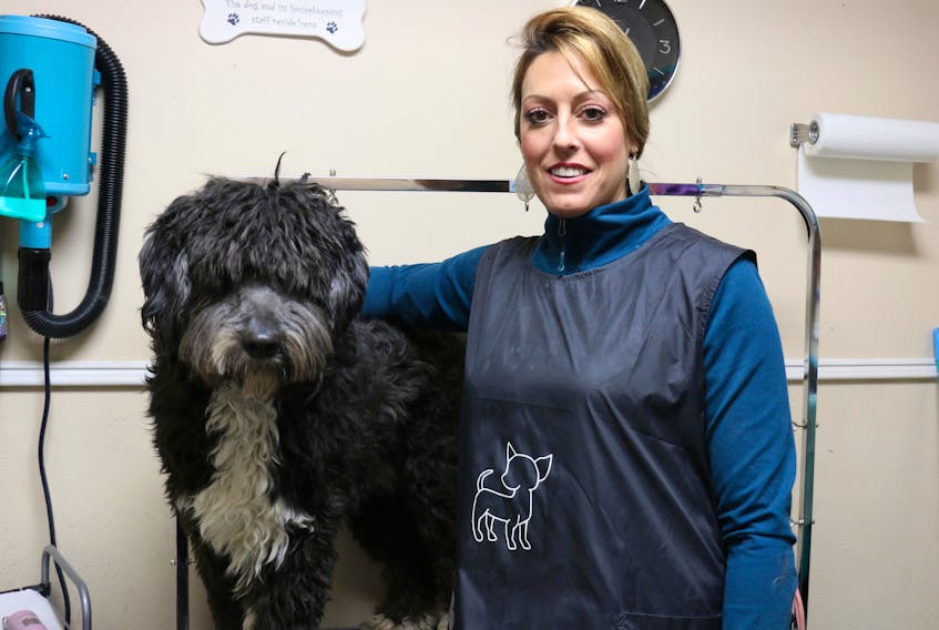 Kate Madsen prepares to groom Wally — a Bernedoodle that was one of the first dogs she worked on when she opened her business, Kate’s K-9 Grooming Salon, in September 2018.