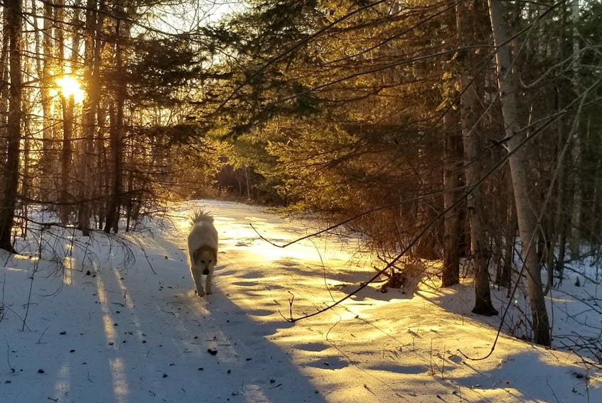 There are about eight kilometres of trails at Natura Wilderness Resort that will be open and available to guests. Pictured is Roscoe taking a wintry stroll as work gets underway to transform the location into a glamping campground.