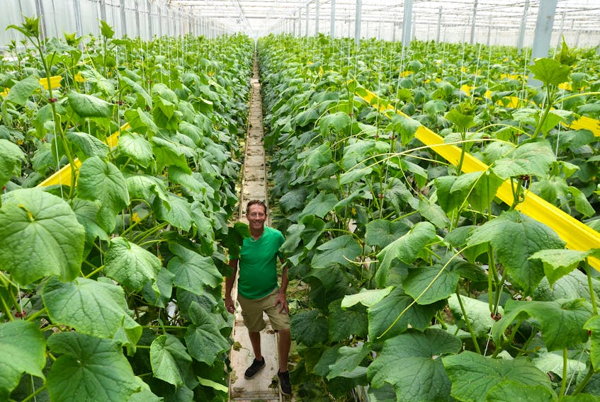 Luke den Haan stands amid the plants in his bustling greenhouse.